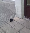 Gdzie jesteś Kopciuszku??