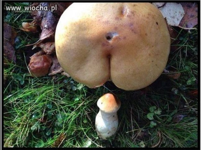 Grzybki bawią się w anal 
