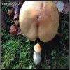 Grzybki bawią się w anal 