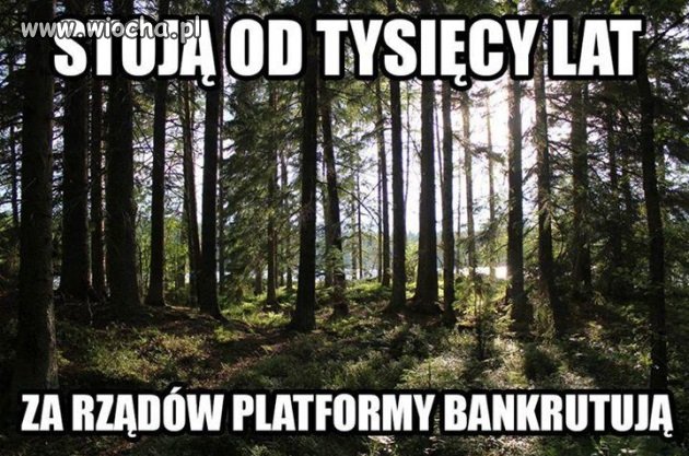 Polskie Lasy