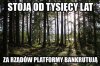 Polskie Lasy