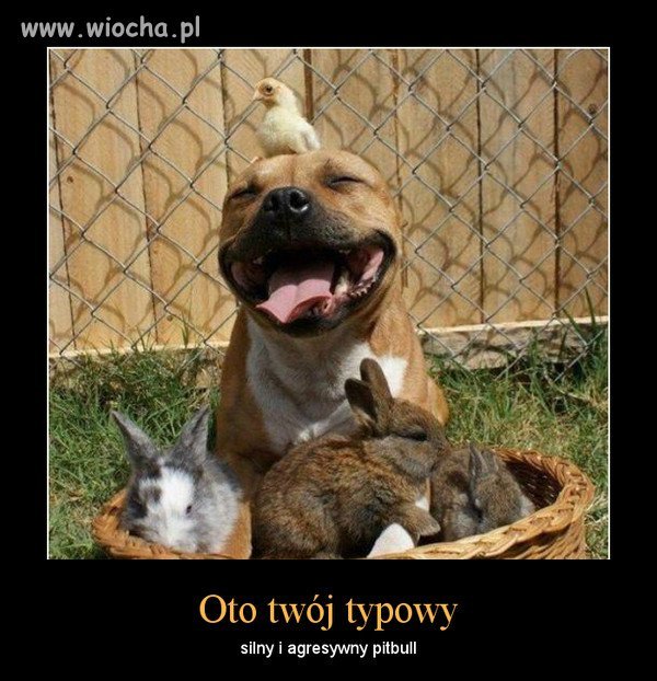 To nie jest wina psa że jest agresywny