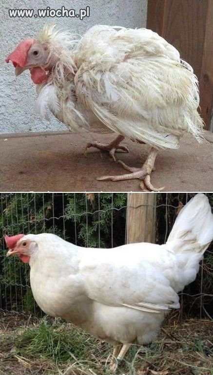 Hodowla kur 