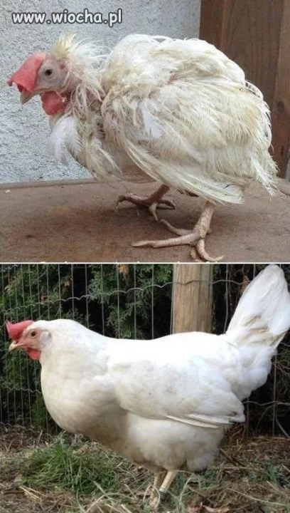 Hodowla kur 