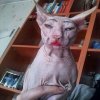 Jaki kot jest