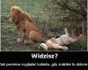 Braveran działa
