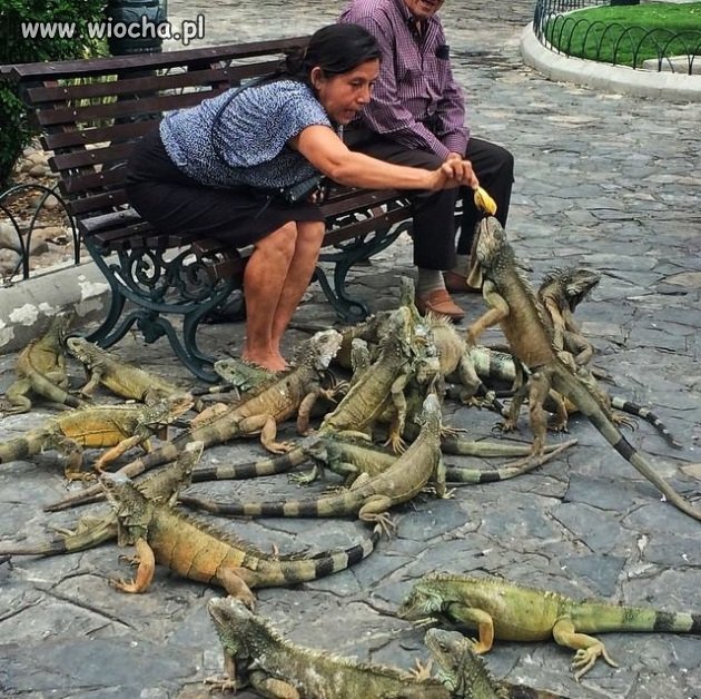 Jaki kraj takie gołębie