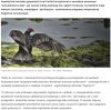 Sępy z Goldman Sachs