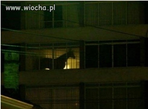 Czy czasami też słyszycie ...
