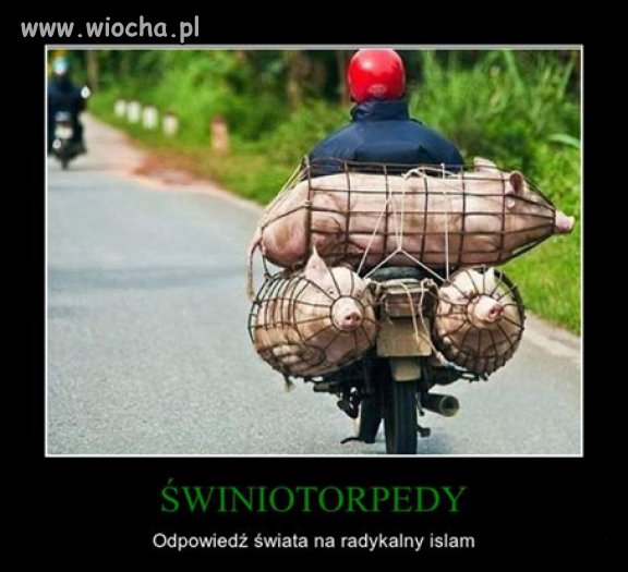 Świniotorpedy