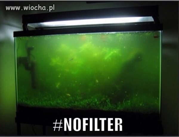 Bez filtra