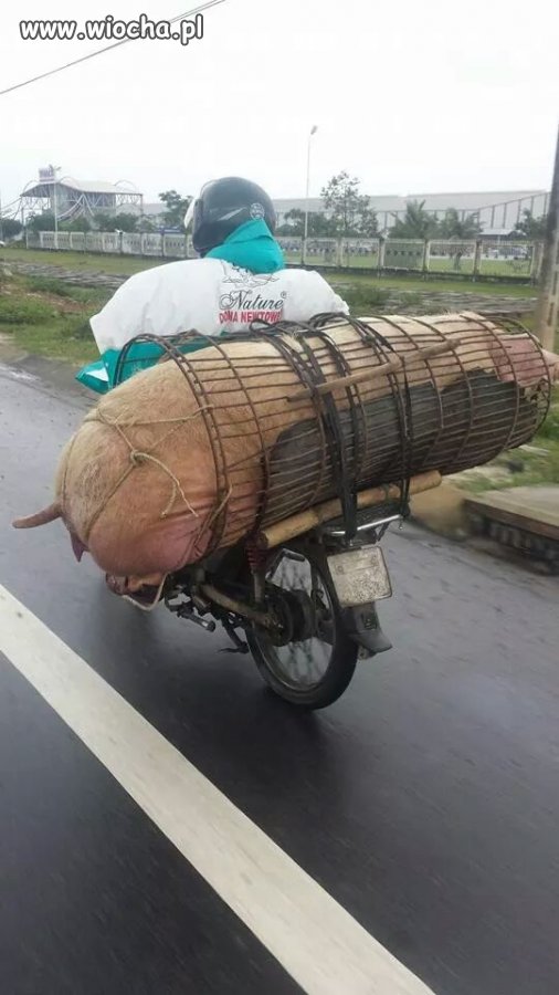 Transport trzody