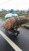 Transport trzody