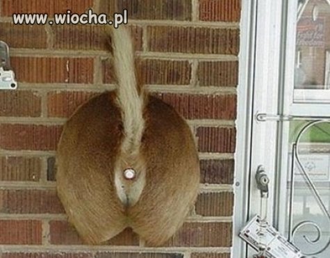 Dzwonek