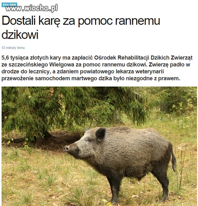 Czyli padlinę wozimy rowerem?!