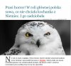 Wanda też nie chciała Niemca