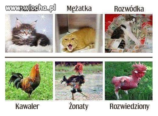 Panna mężatka rozwódka 