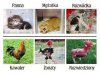 Panna mężatka rozwódka 
