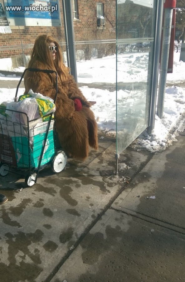 Wookie na przystanku.