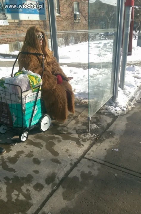 Wookie na przystanku.