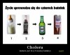 Cholera
