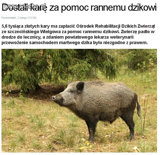 Pomagaj zwierzętom 