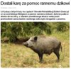 Pomagaj zwierzętom 