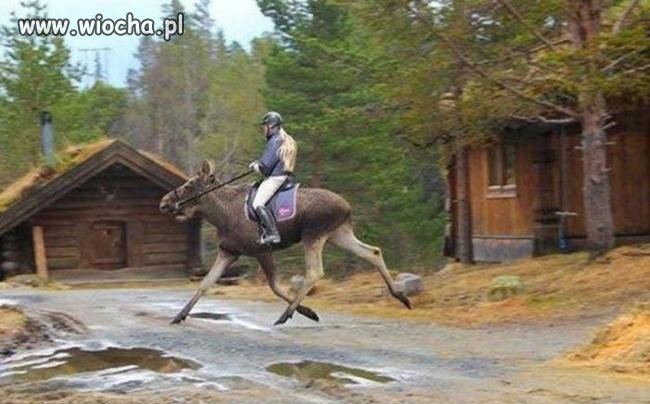 Jockey.