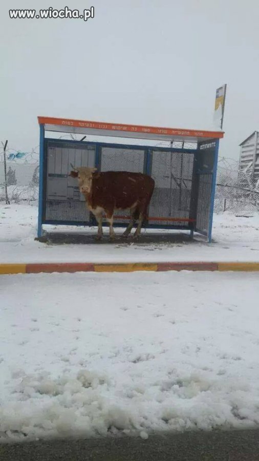 Zimno, wietrznie, śnieg pada