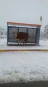 Zimno, wietrznie, śnieg pada