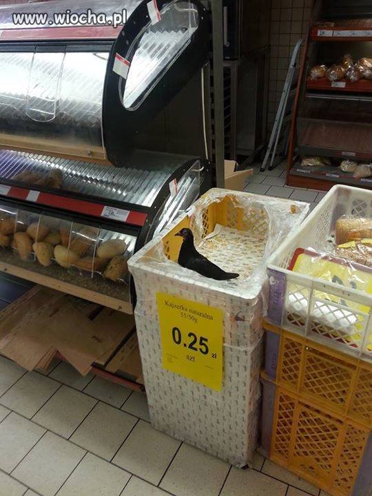 Świeży gołąbek 