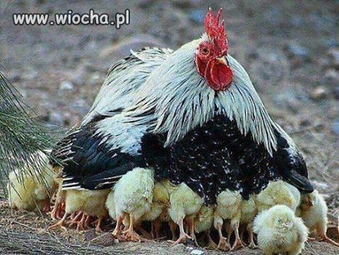 Gender już atakuje!