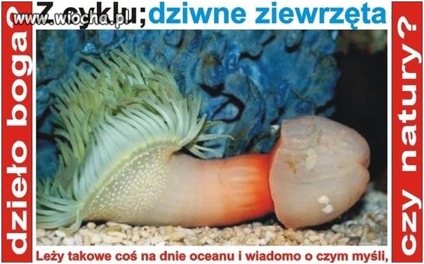 Z cyklu dziwne zwierzęta