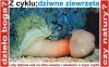 Z cyklu dziwne zwierzęta