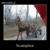 życie woźnicy bywa ciężkie ...