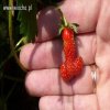 Strawberry.