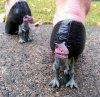 Marsz Dinozaurów 