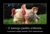 A u nas zabijają