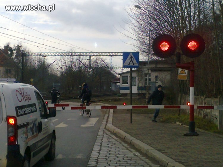 Święte krowy a potem tragedia