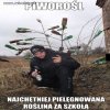 Piworośl 