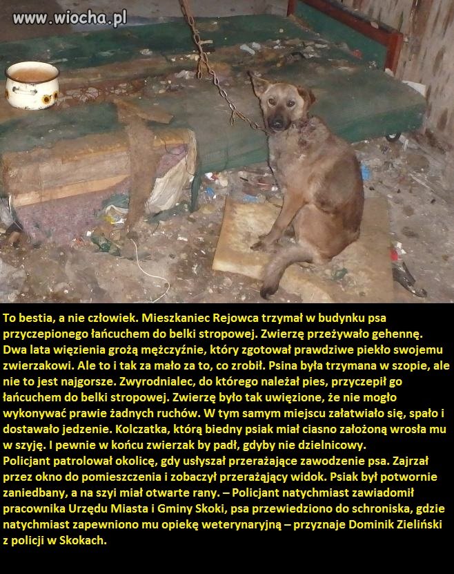 Pies najlepszym przyjacielem człowieka