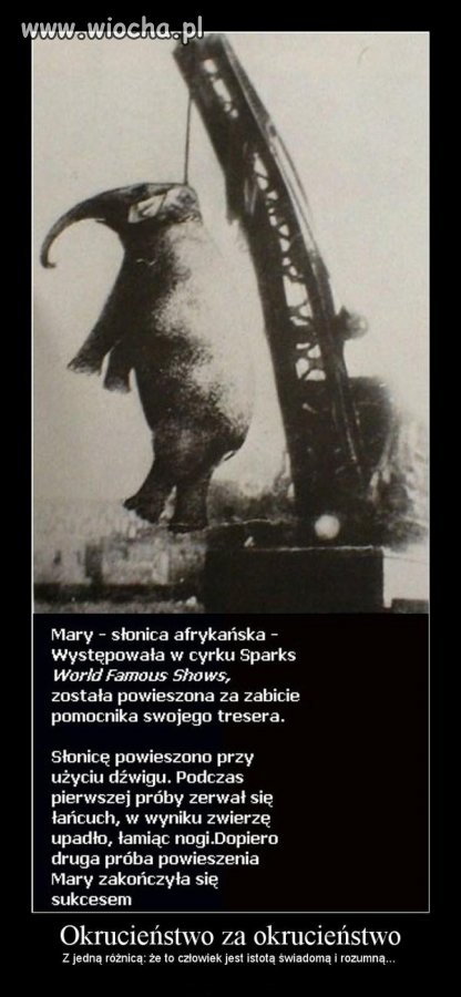 Ludzka głupota nie zna granic