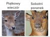 Piątkowy wieczór kontra sobotni poranek