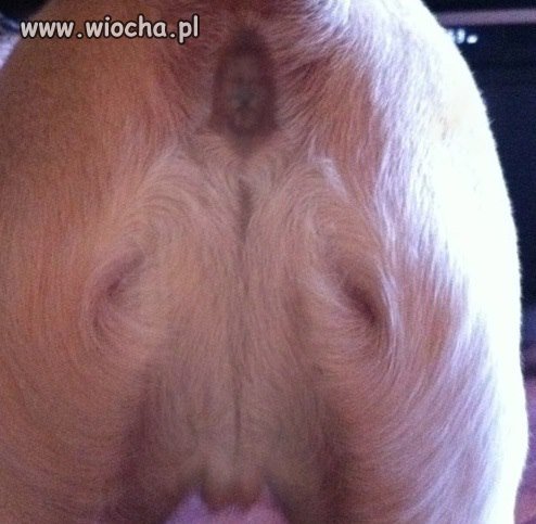 Nowy prorok półksiężyca.