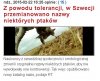 W Szwecji chłopaki uważają na ptaki.'