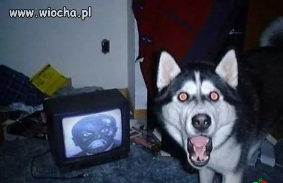 O qwa co ja pacze