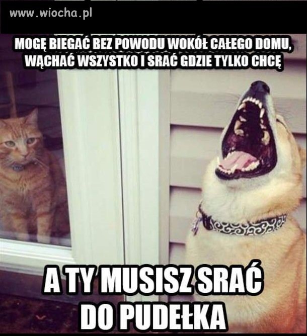 Psy kontra koty