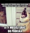 Psy kontra koty