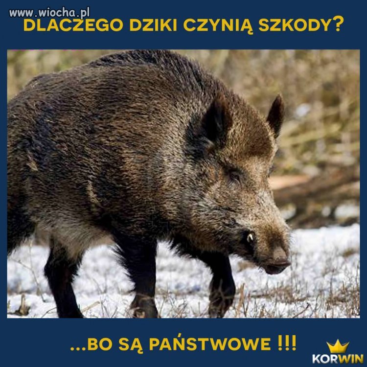 Ustawą znieść dziki
