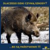  Ustawą znieść dziki
